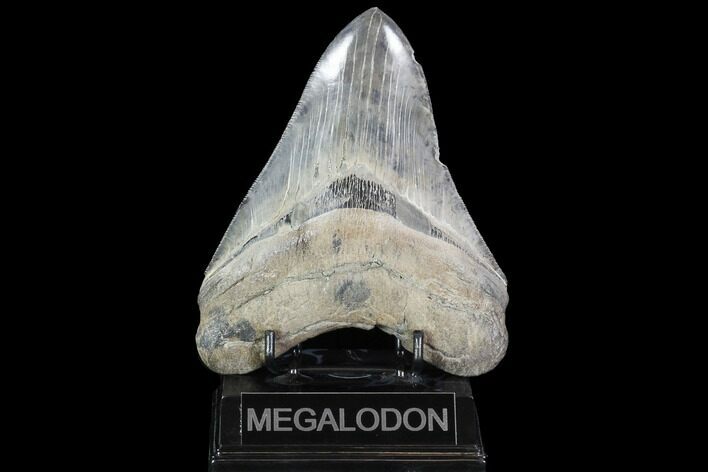 Serrated, Fossil Megalodon Tooth - Georgia #101481